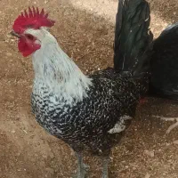 تخم مرغ نطفه دار