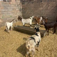 بز درجه ۱ چاق و داشتی. زرند