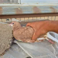 پرنده