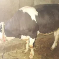 گوساله سیمینتال ماده چاق چاق