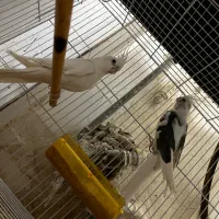 عروس هلندی البینو مولد