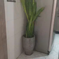 گل سانسوری باگلدان
