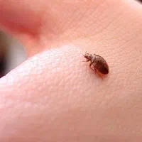 سمپاشیه سوسک وساس صدرصد تضمینی سم پاشی در یک مرحله