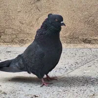 کبوتر طوقی اصفهانی طهرونی