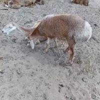بره ی قوچی