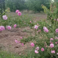سم پاشی درختان خانگی،باغ،سوسک،ساس وحشرات