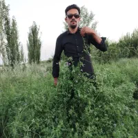 بذر یونجه اعلا با بازدهی نه تن به بالا در هکتار|خدمات باغبانی و درختکاری|کرمان, |دیوار