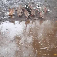 اردک محلی|حیوانات مزرعه|فومن, |دیوار