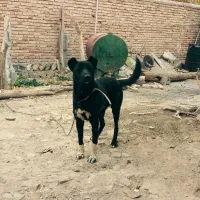 سگ نگهبان|سگ|نیر (اردبیل), |دیوار