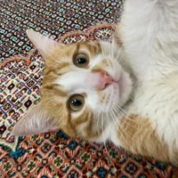 گربه گمشده|گربه|اردبیل, |دیوار