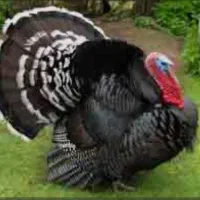 بوقلمون محلی