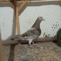 کبوتر سرخ هفت‌رنگ ماده به شرط تخم وجوجه