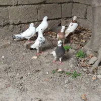 کبوتر تک پر و رنگی