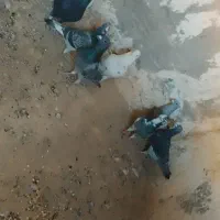 10نر جنگنده آلمانی شهرستان|پرنده|خاش, |دیوار