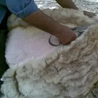 گوسفندچینی،پشم چین گ.و.سفند