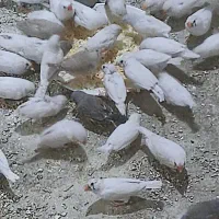 فنچ زبرا خاص جوجه کشی|پرنده|محمدیه-قزوین, |دیوار