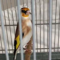 سهره جوجه قفس