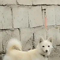 پا کوتاه سرابی ماده|سگ|سراب, |دیوار