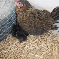 تخم مرغ نطفه دار|حیوانات مزرعه|یزد, |دیوار