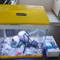 اکواریوم ماهی