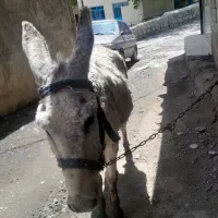 یک عددخرماده گله ای