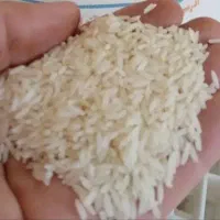 عمده برنج شمال.طارم هاشمی ممتاز