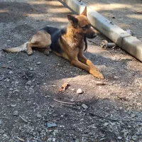 سگ ژرمن اصل