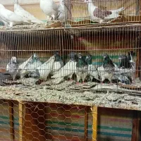 کبوتر|پرنده|اردبیل, |دیوار