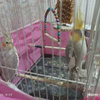 یک جفت عروس هلندی