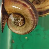 حلزون بالغ و کوچک