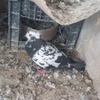 ۱۰ تا کفتر یا کبوتر|پرنده|کرج, آق تپه|دیوار