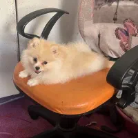 سگ پامر|سگ|اندیشه, اندیشه فاز ۳|دیوار