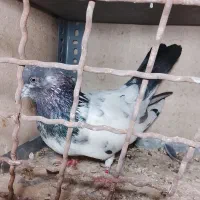 کفتر پرشی|پرنده|رباط‌کریم, رباط‌کریم|دیوار