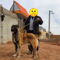 توله سگ نر سرابی زات قدیم اصیل 6 ماهه