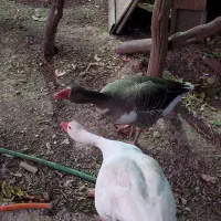 غازمحلی وفریح|حیوانات مزرعه|کشکسرای, |دیوار