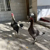 یک جفت عطیقه فروشی|پرنده|تربت جام, شهید غلام زاده|دیوار