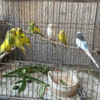 مرغ عشق