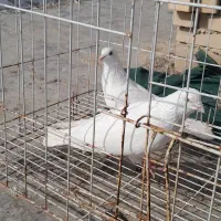 شیخ پرشی|پرنده|چمران, |دیوار