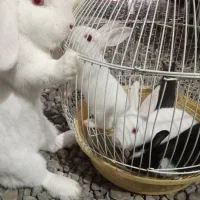 خرگوش لوپ چشم آبی و نر چشم قرمز|موش و خرگوش|فومن, |دیوار