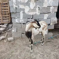 کهره نردربندرلنگه