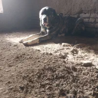 سگ نگهبان|سگ|باخزر, |دیوار