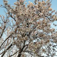 ویلاباغ کوشکک آشتیان (بدون قطعی آب)|فروش خانه و ویلا|تهران, خلیج فارس|دیوار