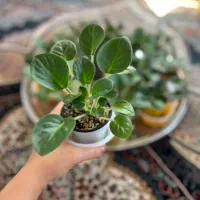 فروش انواع بنفشه آفریقایی|گل و گیاه طبیعی|رحیم‌آباد, |دیوار