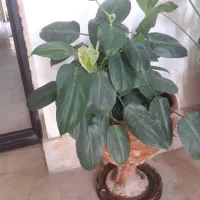 گل گیاه آپارتمانی|گل و گیاه طبیعی|پردیس, فاز ۳|دیوار