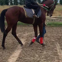 نریان دوخون آماده کورس خط خونی کورسی و