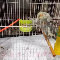 عروس هلندی 5ماهه