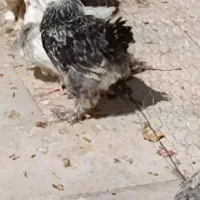 جوجه برهما 3ماه