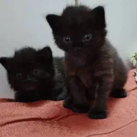 گربه