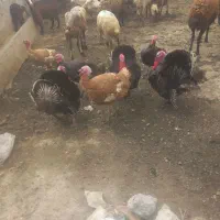 ۷ عدد بوقلمون نر محلی