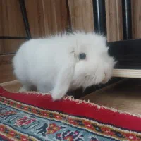 خرگوش لوپ هلندی|موش و خرگوش|اصفهان, حصه جنوبی|دیوار